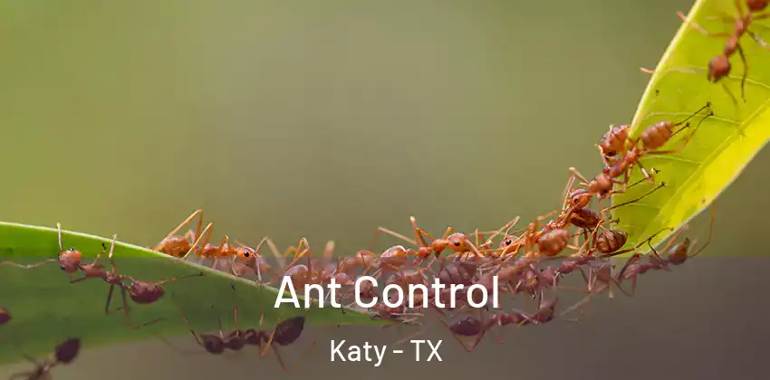  Ant Control Katy - TX