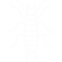 Earwigs Pest Control Katy, TX