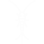 Silverfish Pest Control Katy, Texas