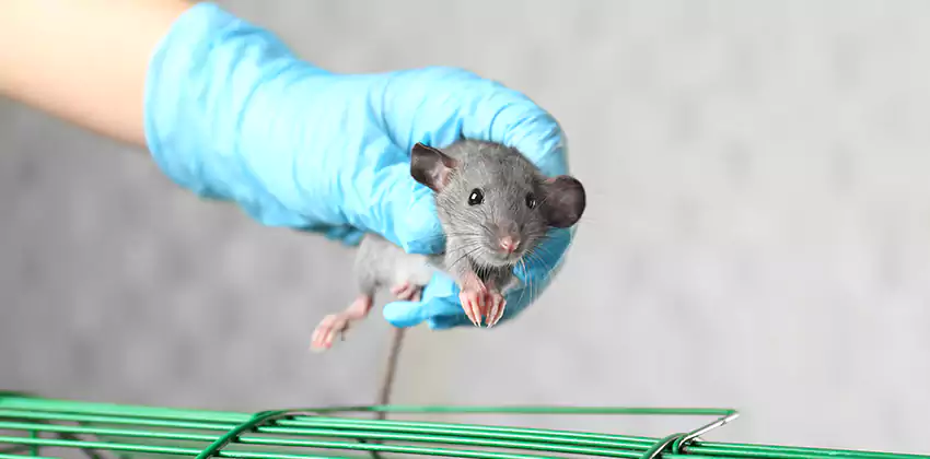 Mice Control for Children and Pets in Katy, TX