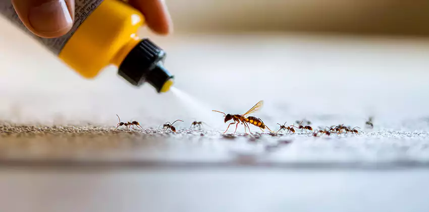 Pest Extermination for Bedrooms in Katy, TX