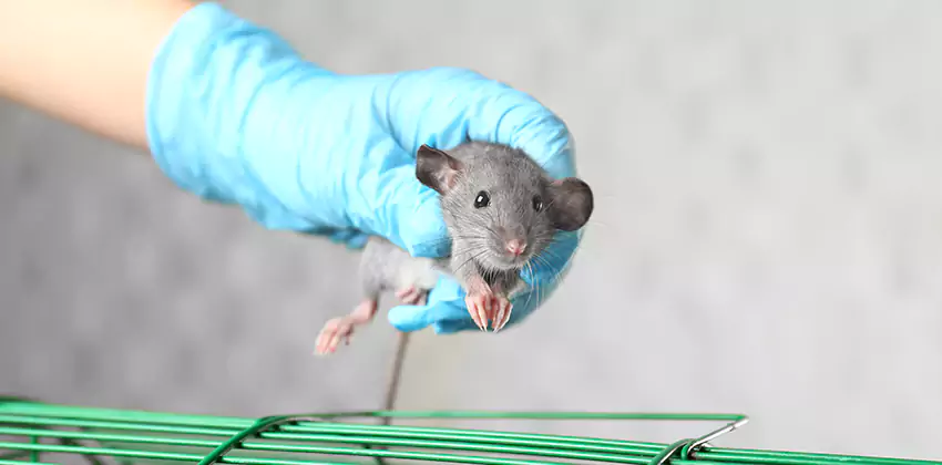 Rat Inspection for Bedrooms Katy, TX