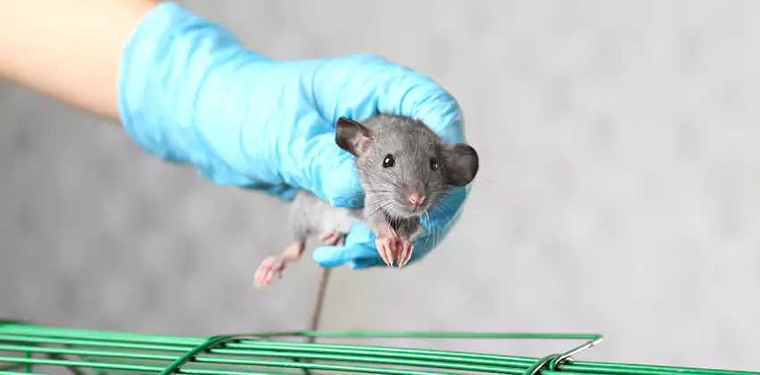 Rodent Control for Families with Children & Pets in Katy, TX