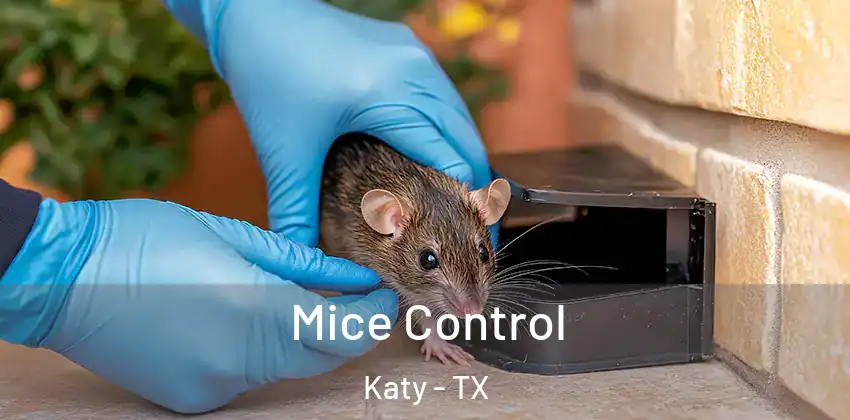 Mice Control Katy - TX