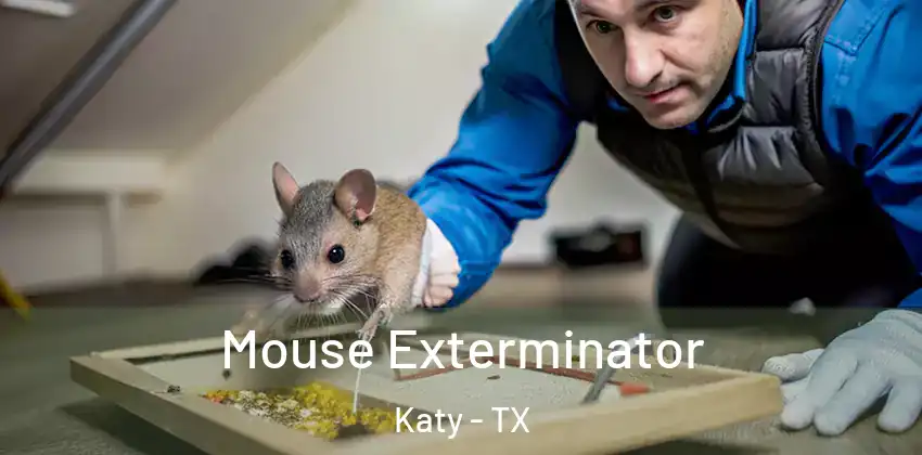  Mouse Exterminator Katy - TX