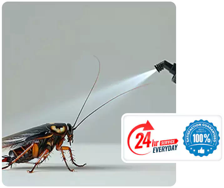 About Cockroach Pest Control Katy