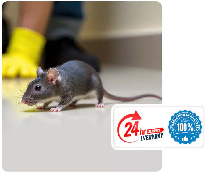 About Rat Exterminator Katy
